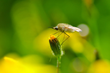 Macro shot of a robber fly 