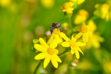 Close up  beautiful  insect - stock image