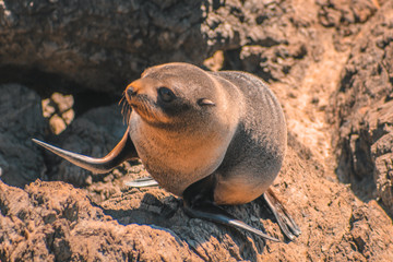 Fur seals at Cape Palliser, North Island, New Zealand