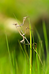 Close up of pair of Beautiful European mantis ( Mantis religiosa )