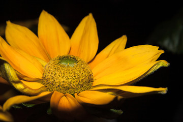 yellow flower in the night