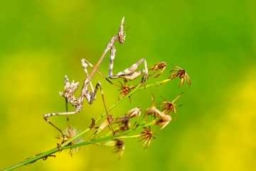 Close up of pair of Beautiful European mantis ( Mantis religiosa )