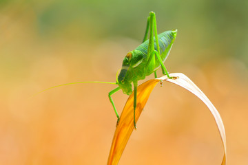 Beautiful Grasshopper macro in green nature - Stock Image