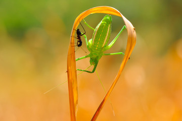 Beautiful Grasshopper macro in green nature - Stock Image