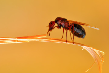 Beautiful Strong jaws of red ant close-up