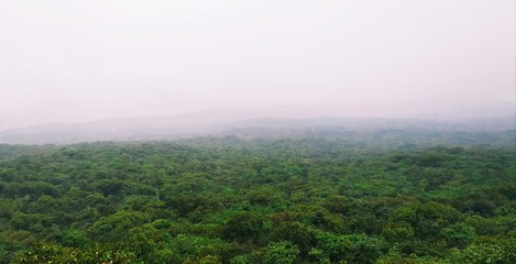 Dense forest view