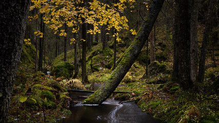 Scenic woodland landscape with a leaning tree in a creek floating through a natural forest in Oslo, Norway. - obrazy, fototapety, plakaty