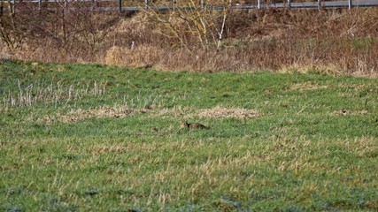 Wildkatze (Felis silvestris) auf einer Wiese im Winter © Schmutzler-Schaub