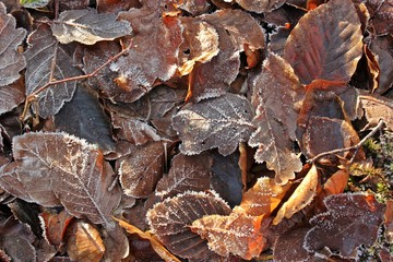 Eichen- und Buchenblätter mit Raureif im Winter