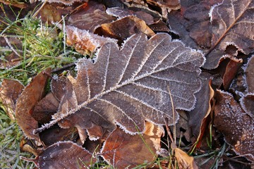Eichen- und Buchenblätter mit Raureif im Winter