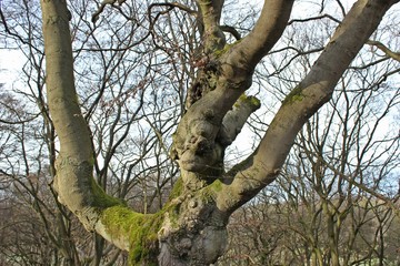 Skurrile Hutebuche mit Gesicht im Hutewald Halloh