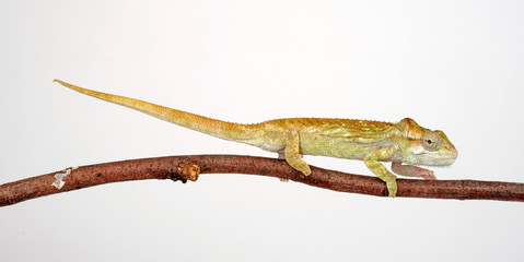 Knysna dwarf chameleon / Südafrikanisches Zwergchamäleon (Bradypodion damaranum)