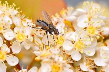Macro shot of a robber fly 