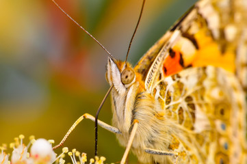 Fototapeta Closeup beautiful butterfly sitting on the flower. obraz