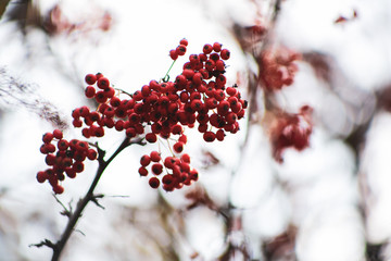 red berries on branch close up