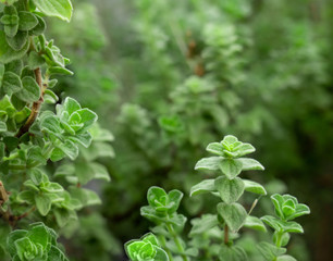 Raw oregano herb with water drops on it. Green fresh oregano spices. Wild natural oregano seasoning plant. - obrazy, fototapety, plakaty