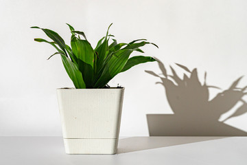 the abstract flower pot against the wall with a harsh shadow