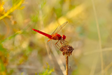 Macro shots, showing of eyes dragonfly and wings detail. Beautiful dragonfly in the nature habitat.