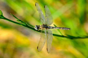 Macro shots, showing of eyes dragonfly and wings detail. Beautiful dragonfly in the nature habitat.