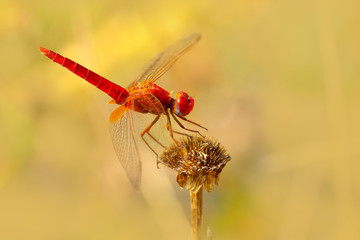 Macro shots, showing of eyes dragonfly and wings detail. Beautiful dragonfly in the nature habitat.