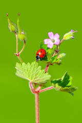 Beautiful ladybug on leaf defocused background