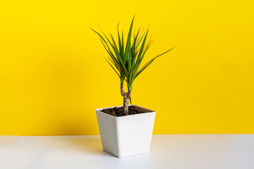 a minimal style of a flower plant pot at home on the shelf against the color wall