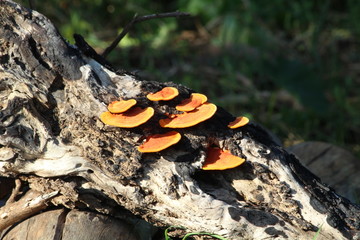 mushroom in forest