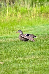 Waddling