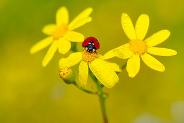 Beautiful ladybug on leaf defocused background