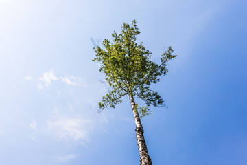 Fototapeta premium Losiny Ostrov National Park (literally - Elk (Moose) Island), the first national park of Russia. It is located in Moscow and Moscow Oblast