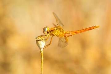 Macro shots, showing of eyes dragonfly and wings detail. Beautiful dragonfly in the nature habitat.