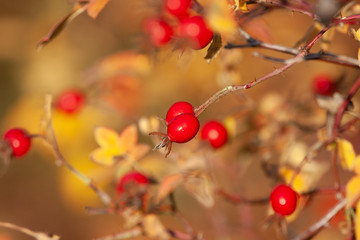 Rosehip bush in backlight a fine autumn day in Sweden