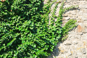 Climbing plant on the wall in the summer