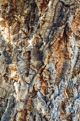 cork tree bark texture