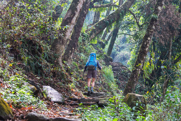 Obraz premium Hike in Nepal jungle