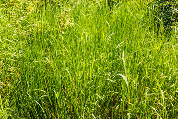 beautiful background of green grass