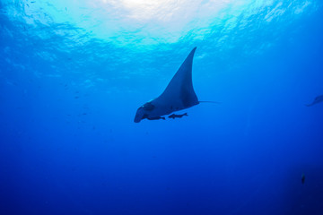 Manta Ray at Islas Revillagigedos, Mexico