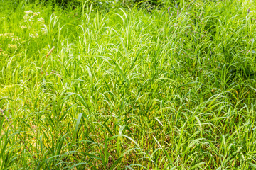 beautiful background of green grass