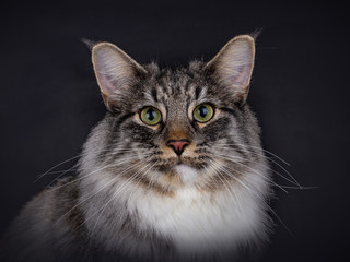 Portrait of a Black Silver Spotted Tabby Norwegian Forest cat, with an Unspecified amount of white, looking straight in the camera, isolated on a black background