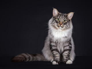 Black Silver Spotted Tabby Norwegian Forest cat, with an Unspecified amount of white. Sitting with his tail to the side an facing the camera, isolated an a black background.