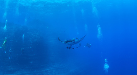 Manta Ray at Islas Revillagigedos, Mexico