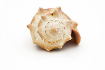 sea shell spiral conch isolated on a white background