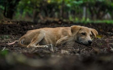 A puppy sleeping in the middle of a farm in Nashik, India