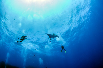 Manta Ray at Islas Revillagigedos, Mexico