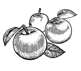 Ripe apples. Garden fruits. Black and white drawing. Hand Made. Hand drawing. Engraving. Pencil, felt-tip pen and mascara. Monochrome. Simple rough drawing.