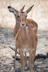 Naklejka na ściany i meble Impala in the Tarangire National Park, Tanzania