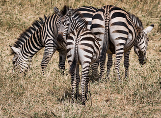 Fototapeta na wymiar Zebra in the Tarangire National Park, Tanzania