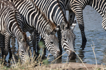 Zebra drinking in the Tarangire National Park, Tanzania