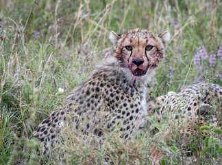 Young cheetat bloody after feeding, Serengeti National Park, Tanzania