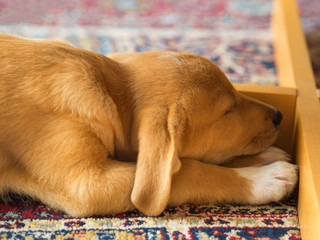 Golden cute puppy sleeping under the table on a carpet.